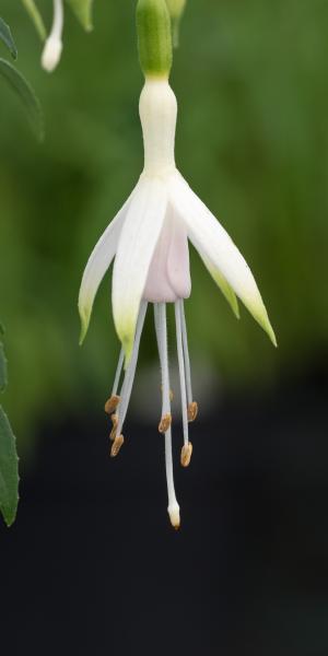 FUCHSIA 'Hawkshead'