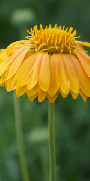 GAILLARDIA ‘Apricot Honey’