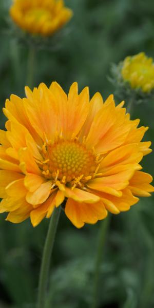 GAILLARDIA ‘Apricot Honey’