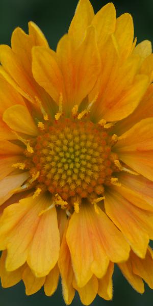 GAILLARDIA ‘Apricot Honey’