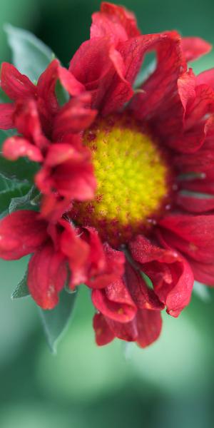 GAILLARDIA x grandiflora 'Burgunder' 