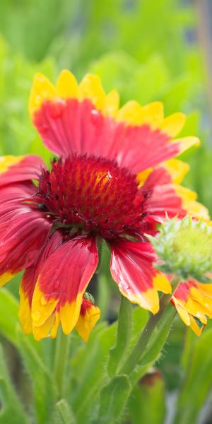 GAILLARDIA x grandiflora 'Dazzler' 