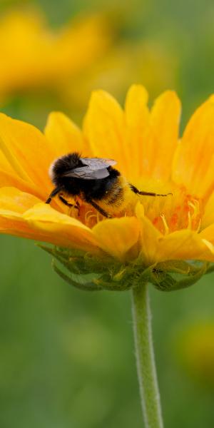 GAILLARDIA ‘Apricot Honey’