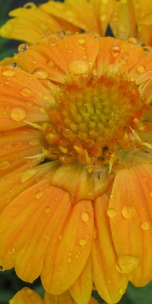 GAILLARDIA 'Naomi Sunshine'