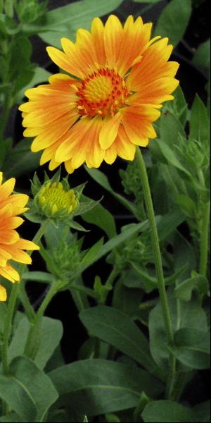 Gallardia 'St Clement's' (Oranges & Lemons)