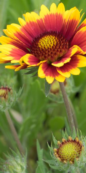 GAILLARDIA x grandiflora 'Kobold'