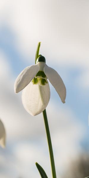 GALANTHUS elwesii 'Helen Tomlinson'