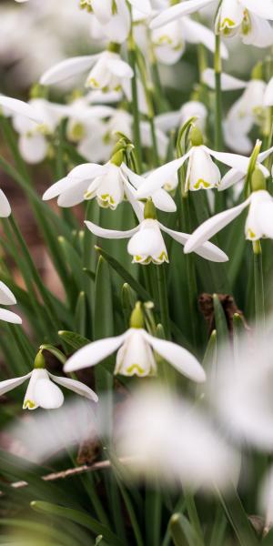 Galanthus nivalis