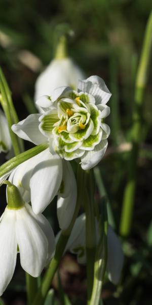 GALANTHUS nivalis f. pleniflorus 'Flore Pleno'