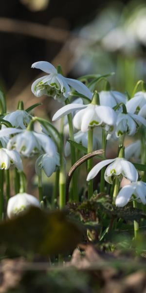 GALANTHUS nivalis f. pleniflorus 'Flore Pleno'