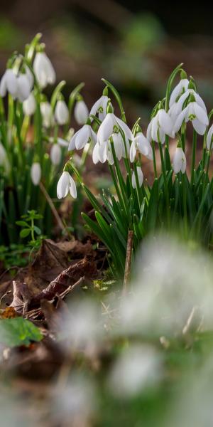 Galanthus nivalis