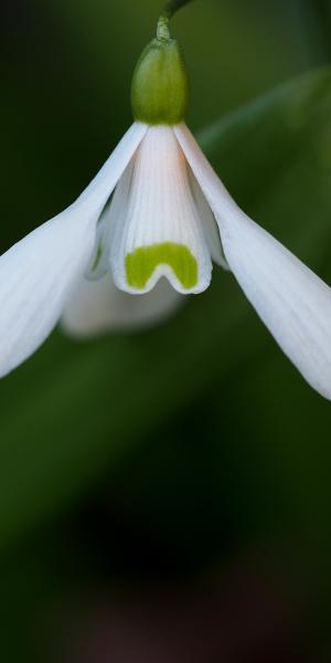 GALANTHUS woronowii