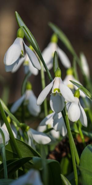 GALANTHUS woronowii