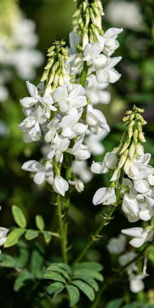 GALEGA x hartlandii 'Alba'