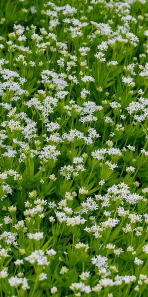 Galium odoratum