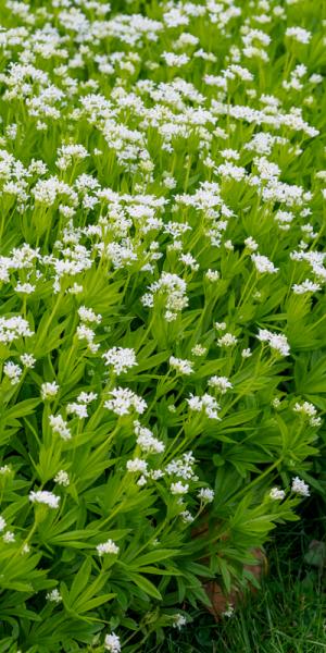 Galium odoratum