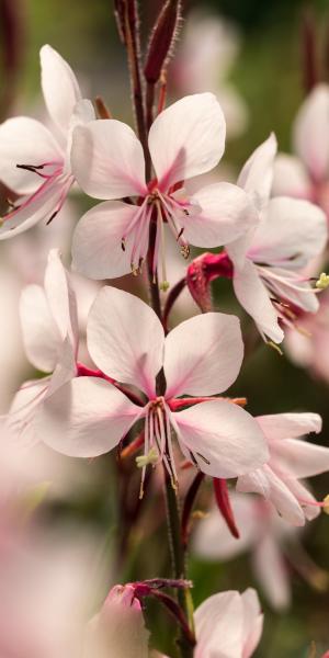 OENOTHERA lindheimeri Chiffon'