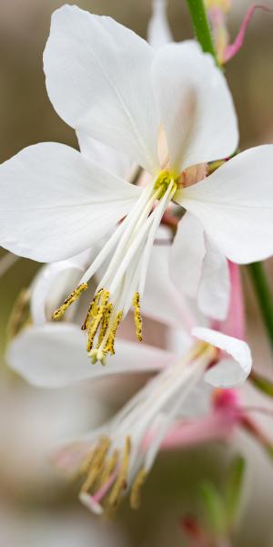 OENOTHERA 'Ice Cool Rosy'