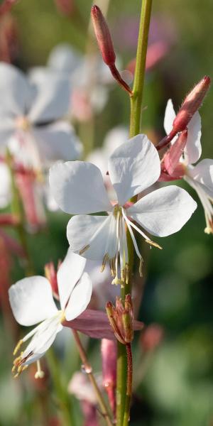 OENOTHERA 'Ice Cool Rosy'