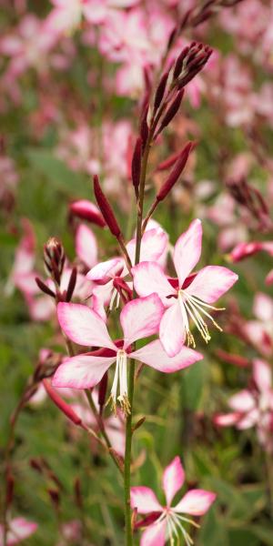 OENOTHERA lindheimeri 'Freefolk Rosy'