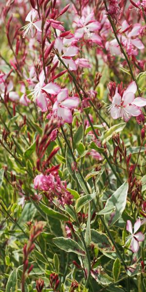 OENOTHERA lindheimeri 'Freefolk Rosy'