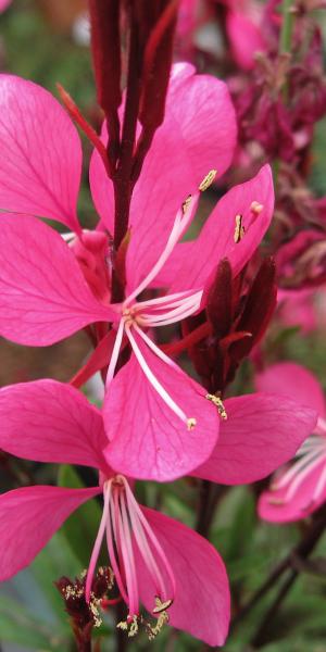 OENOTHERA lindheimeri 'Ruby Ruby'