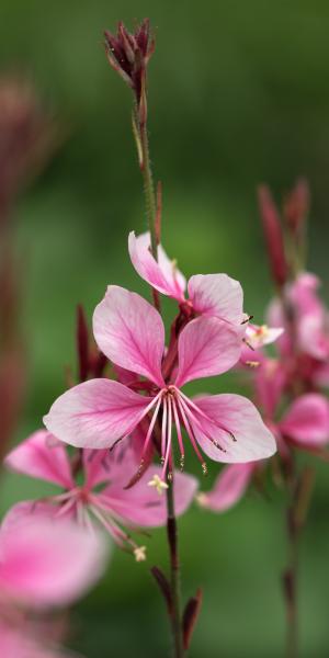 GAURA 'Rosy Shimmers'