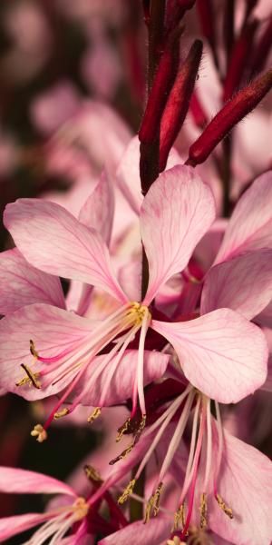 OENOTHERA 'Rosy Shimmers'