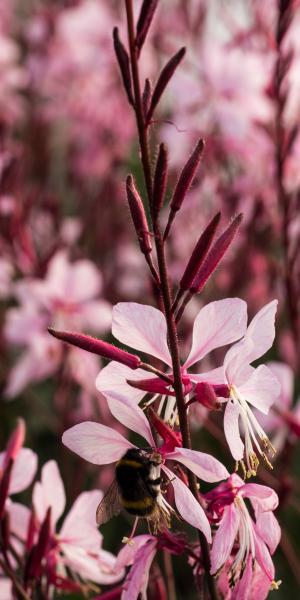 OENOTHERA 'Rosy Shimmers'