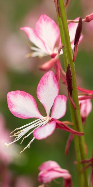 OENOTHERA lindheimeri 'Rosyjane'