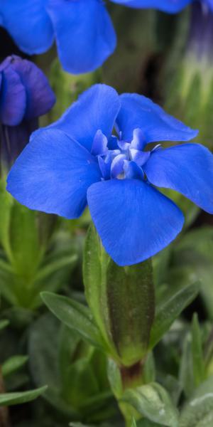 GENTIANA verna