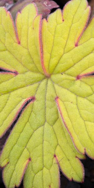 GERANIUM 'Ann Folkard'