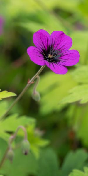 GERANIUM 'Ann Folkard'