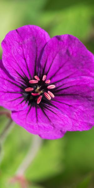 GERANIUM 'Anne Thomson'