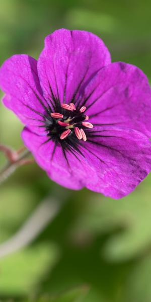 GERANIUM 'Anne Thomson'