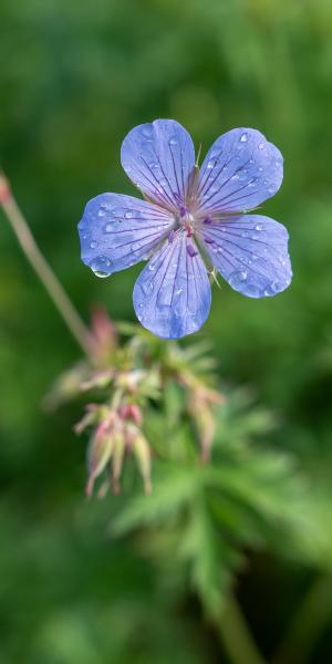 Geranium 'Blue Cloud'