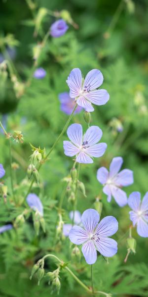 Geranium 'Blue Cloud'