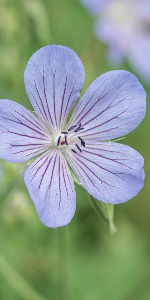 Geranium 'Blue Cloud'