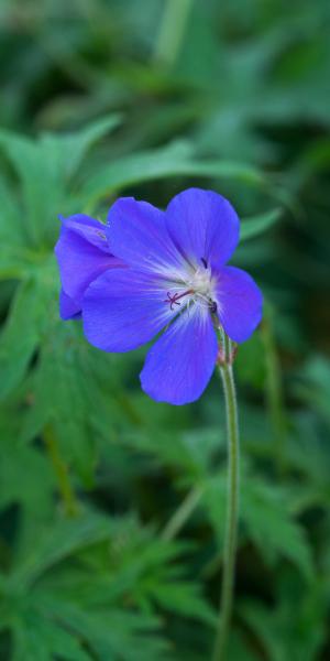 GERANIUM 'Brookside'