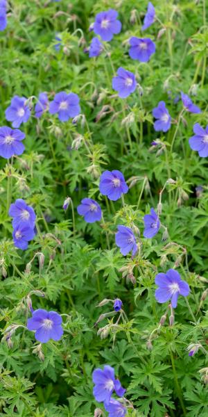 GERANIUM 'Brookside'