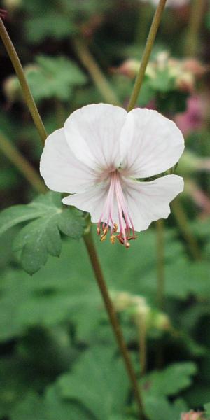 GERANIUM x cantabrigiense 'Biokovo'