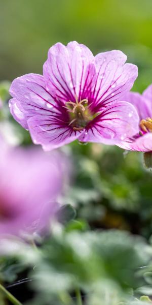 GERANIUM Cinereum group 'Rothbury Gem'