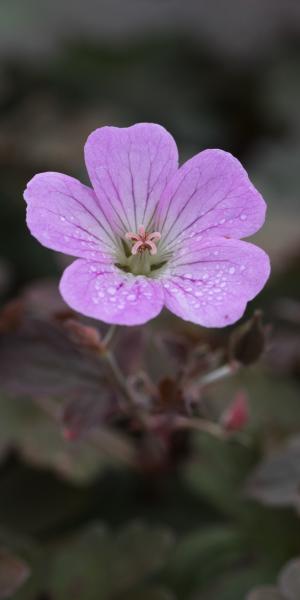 GERANIUM 'Dusky Rose'