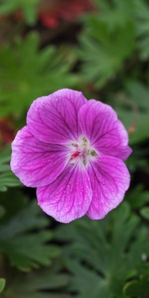 GERANIUM 'Elke'