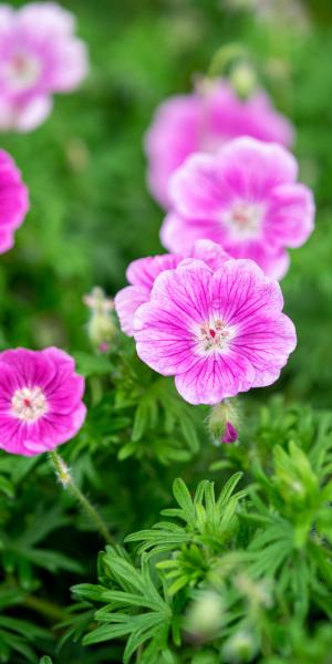 GERANIUM 'Elke'