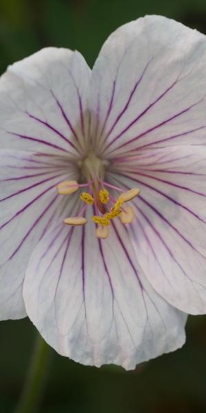 GERANIUM himalayense 'Derrick Cook'