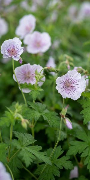 GERANIUM himalayense 'Derrick Cook'