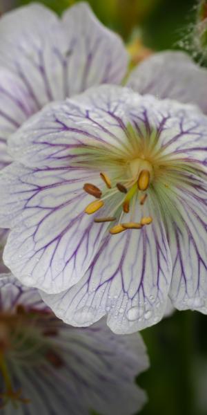 GERANIUM ibericum subsp. jubatum 'White Zigana'