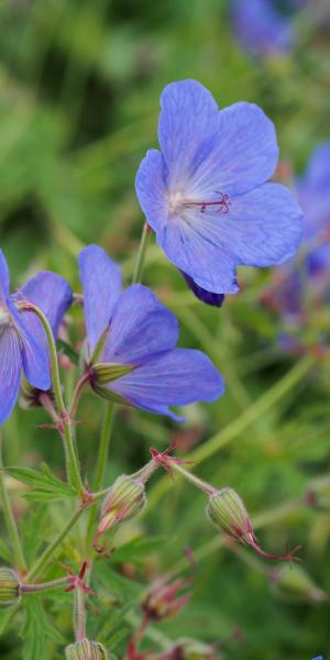 GERANIUM ''Johnson's Blue'