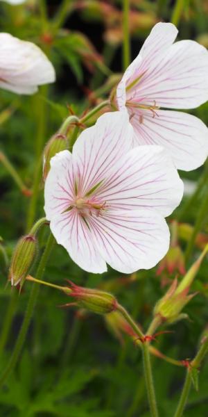 Geranium clarkei 'Kashmir White'